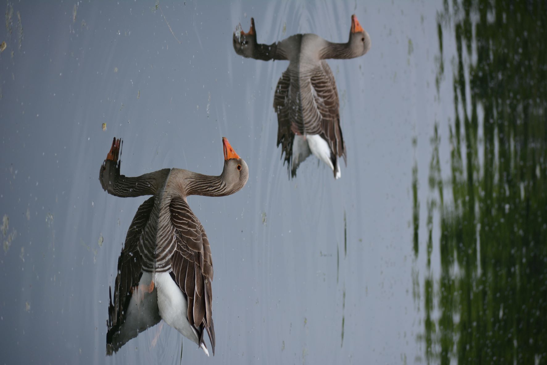 Ducks, London WWT