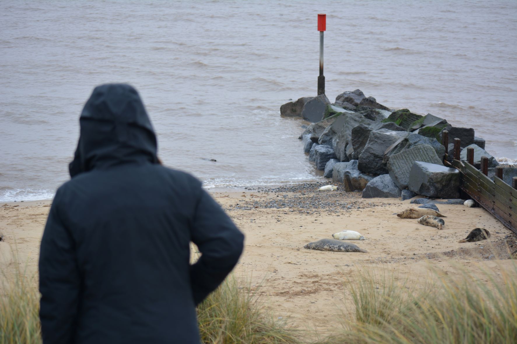 Seals on Norfolk Coast