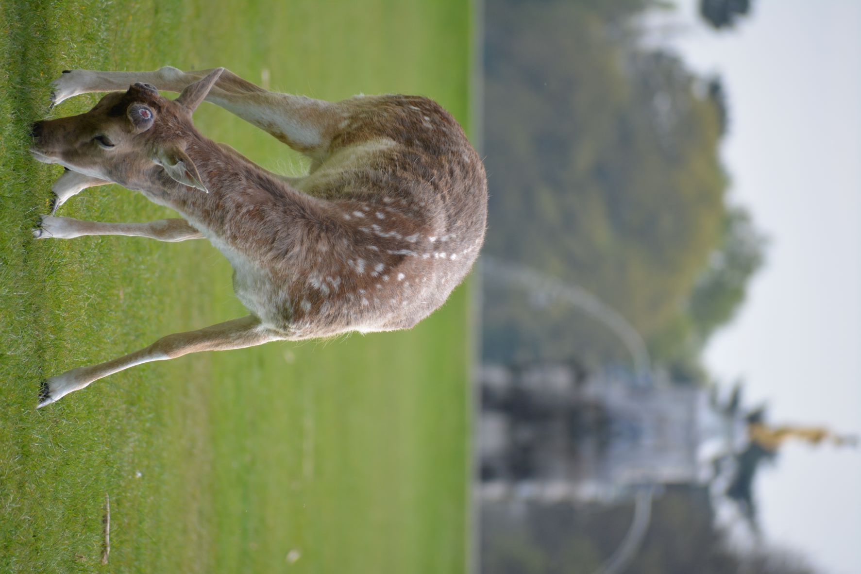 Deer, Bushy Park